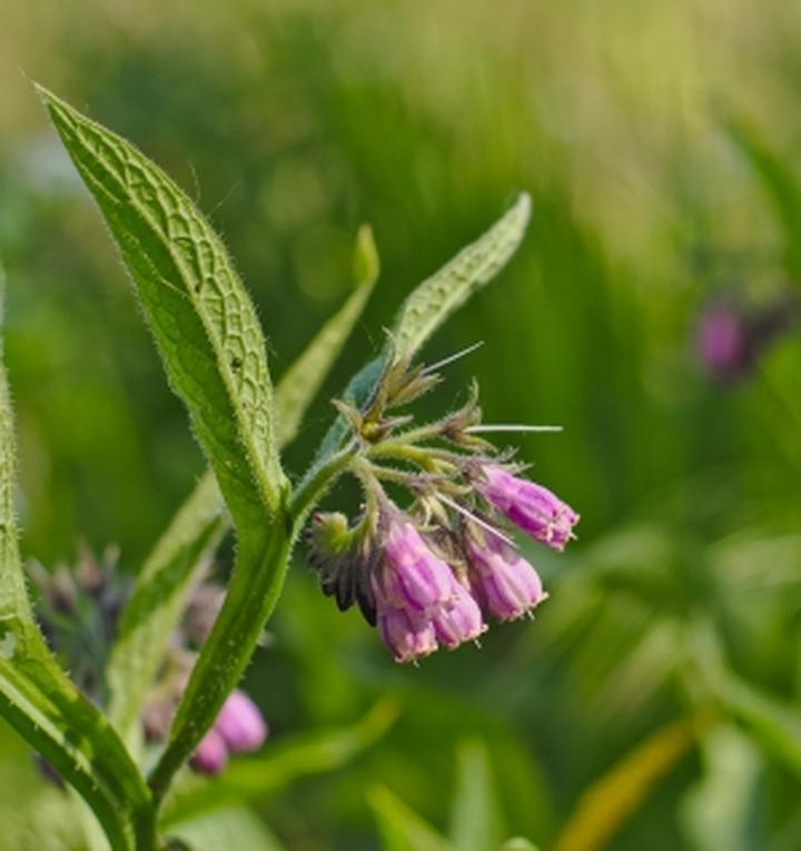 Korzyści allantoinu w pielęgnacji