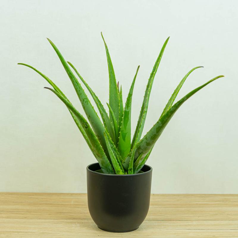 Pielęgnacja skóry aloesem