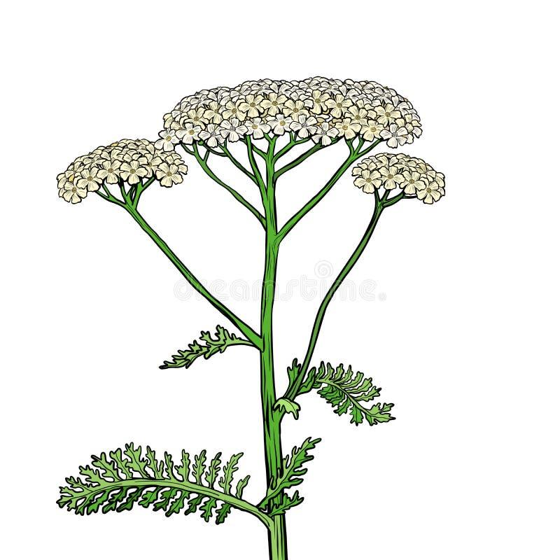 Achillea millefolium układ odpornościowy