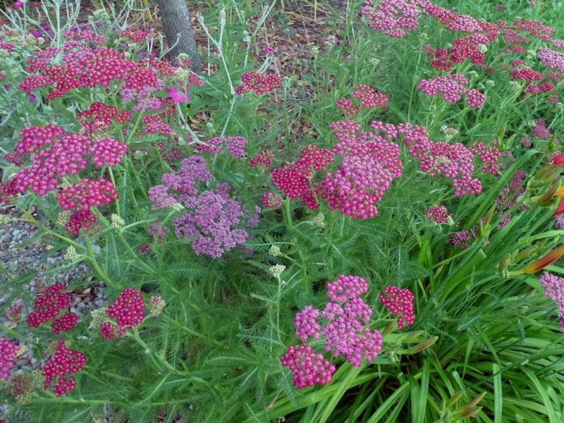 Medyczne właściwości krwawnika