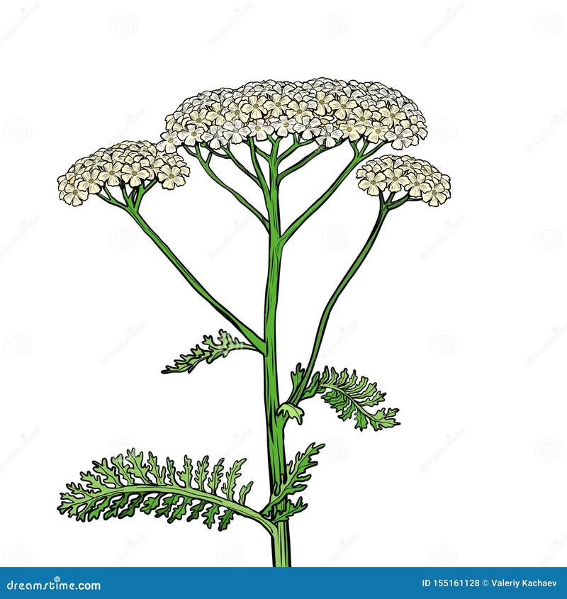 Przepisy na zdrowie achillea millefolium