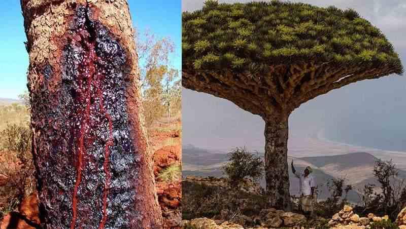 Ziołolecznictwo i medycyna ludowa