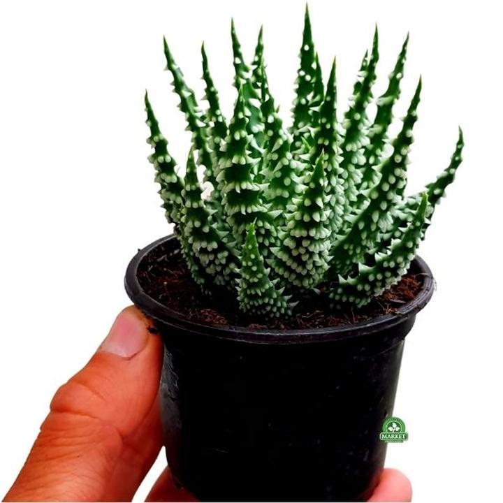 Rakotwórcze pochodne hydroksyantracenu