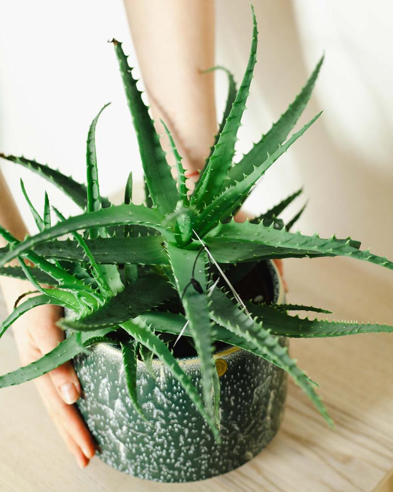 Ryzyko zdrowotne aloesu