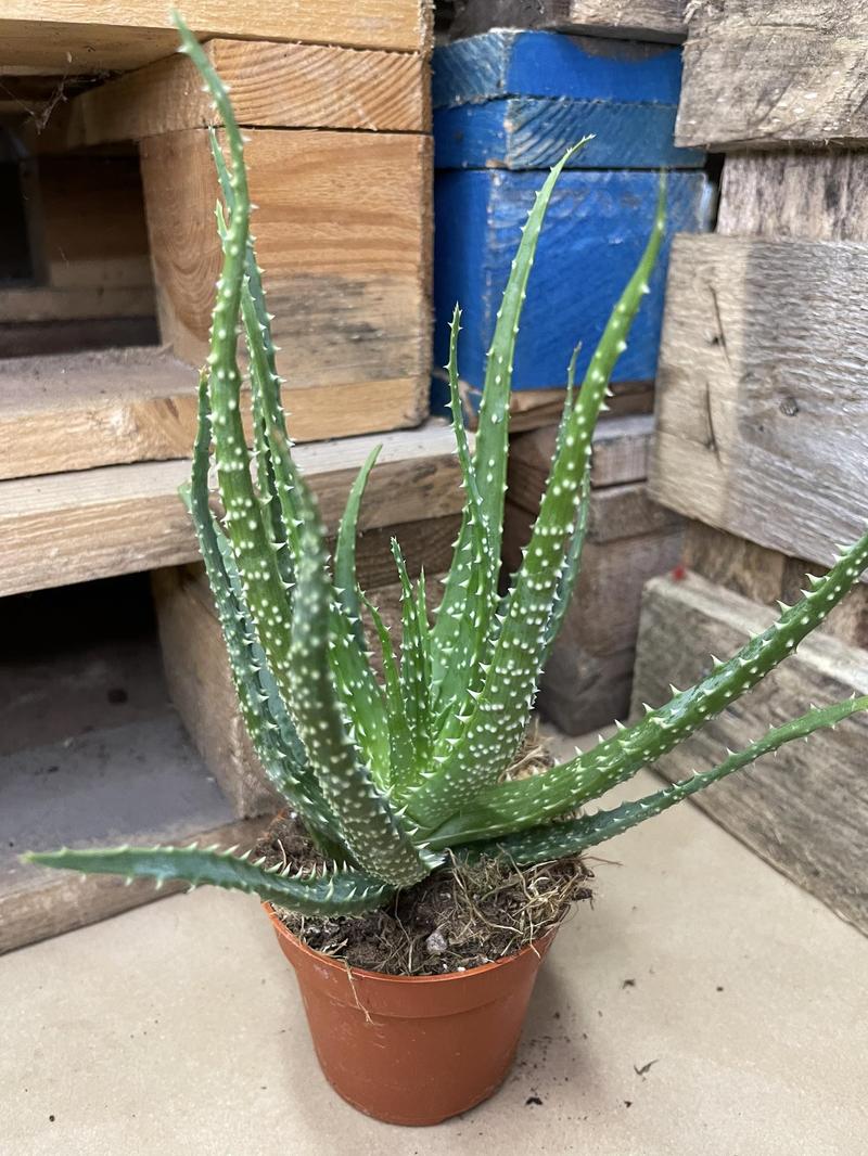 Unia Europejska zakaz aloesu