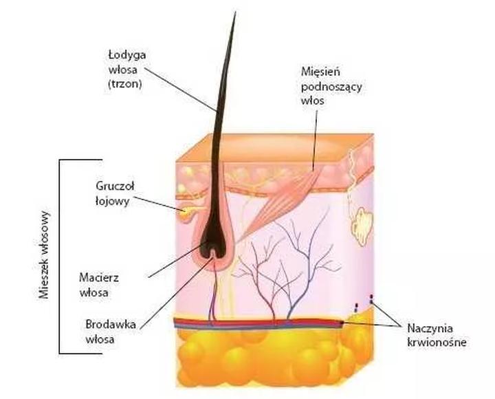Sekrety zdrowych mieszków włosowych – jak dbać o swoje włosy?